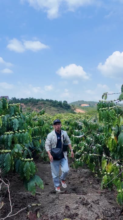 Đất Vườn Cafe 11.000m² Mặt Tiền QL27 - Lộc Phát Tại Đam Rông