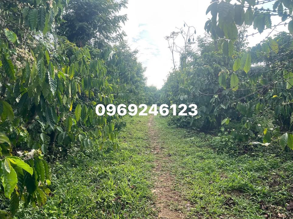 Bán Gấp Đất Vườn 7000m² Đắk Nông - Thu Nhập Ổn Định 1.9 Tỷ