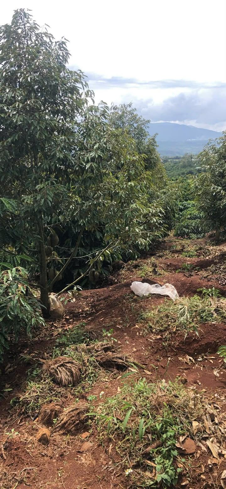 Đất nền Tân Hà, Lâm Hà 720m² - Sổ hồng chính chủ, tiềm năng tăng giá!