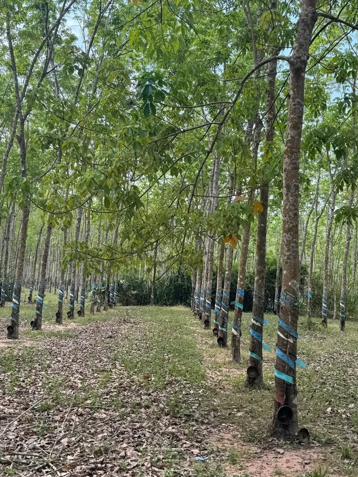 Bán Gấp Farm 7000m² Trồng 380 Cây Su - Lạc Hà, Đơn Dương