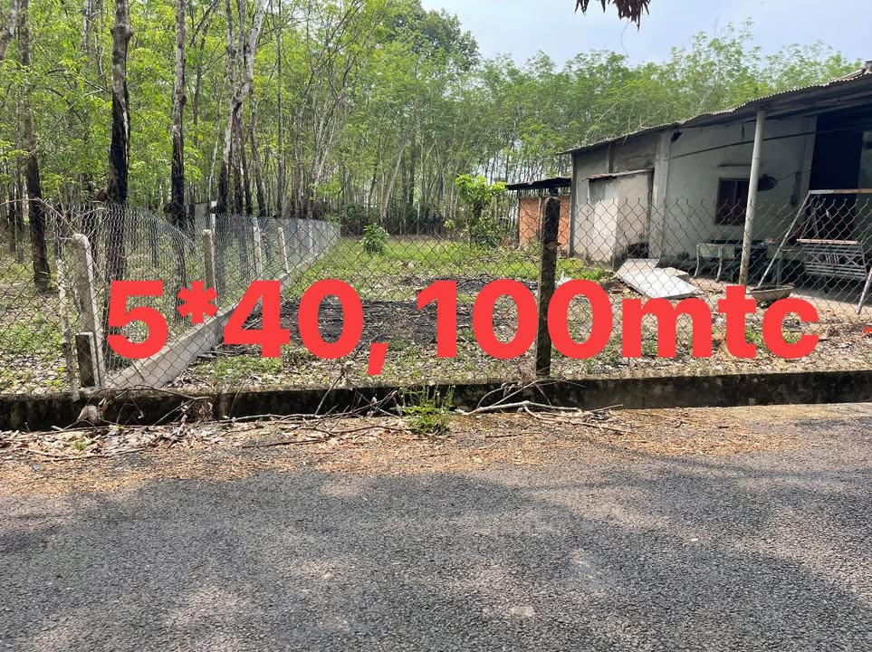 Đất Nền Dầu Tiếng 200m² Giá Chỉ 5xx Triệu - Sổ Thổ Cư Sẵn Sàng