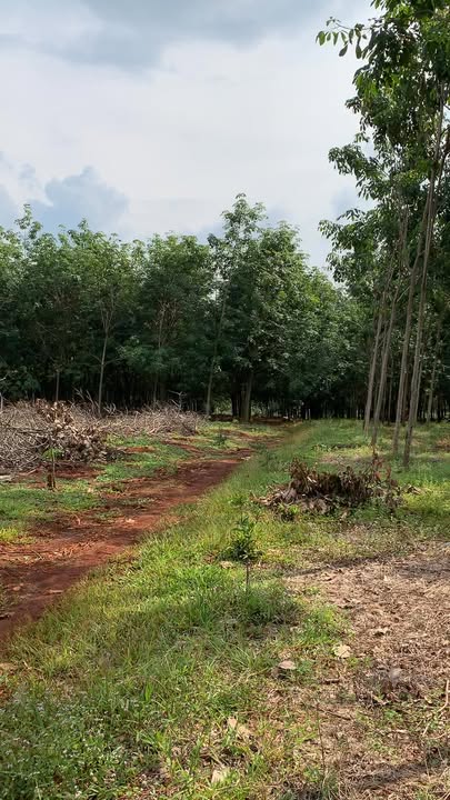 Đất vườn Thuận Lợi 1.8ha - Sổ đỏ chính chủ, giá tốt 3.7 tỷ