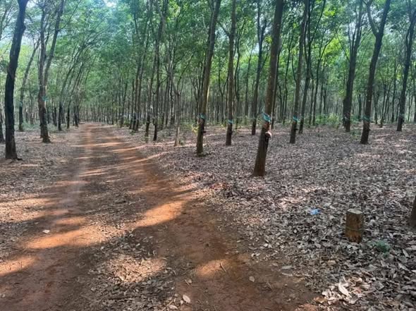 Đất Vườn Cao Su 2.7ha Bình Phước - Dòng Tiền Ổn Định, Giá Đầu Tư Hấp Dẫn