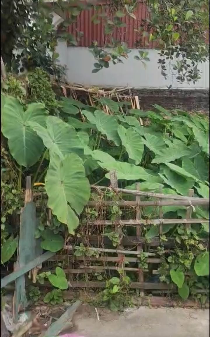 Bán đất nền Mỹ Hào, Hưng Yên 117m² sổ đỏ sẵn - Ô tô đỗ cửa, giá chỉ hơn 1 tỷ