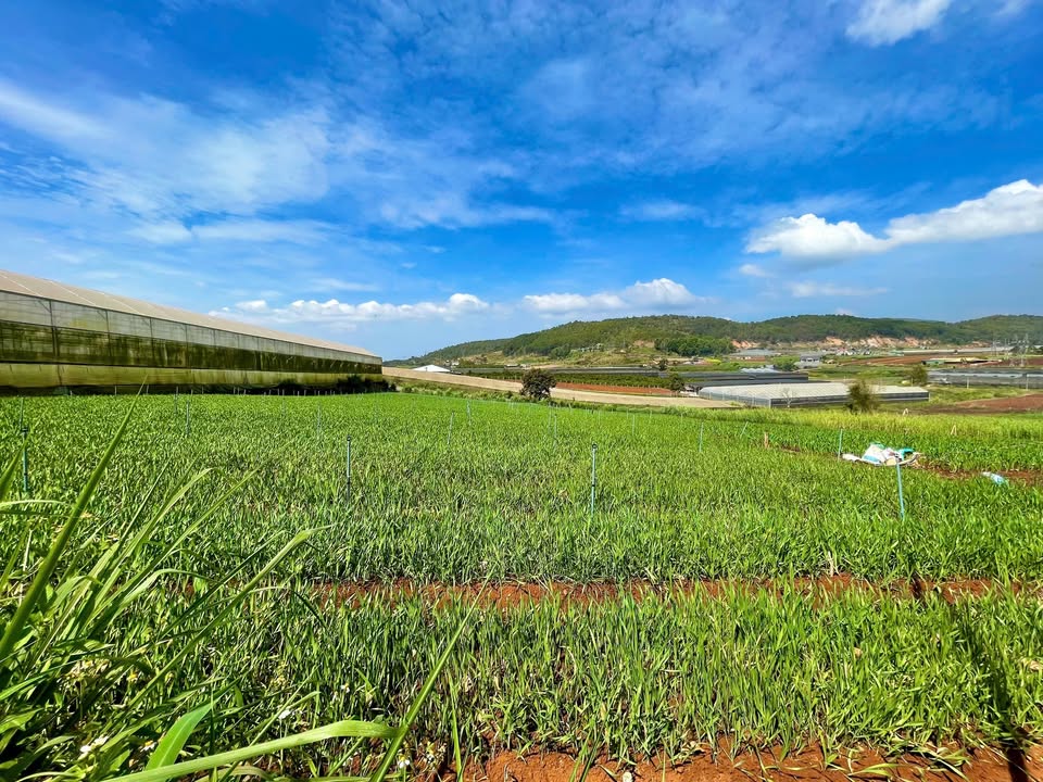 Đất Vườn Đạ Ròn - 2410m² Sổ Hồng Riêng, Sát Novaworld, Giá 6.5 Tỷ