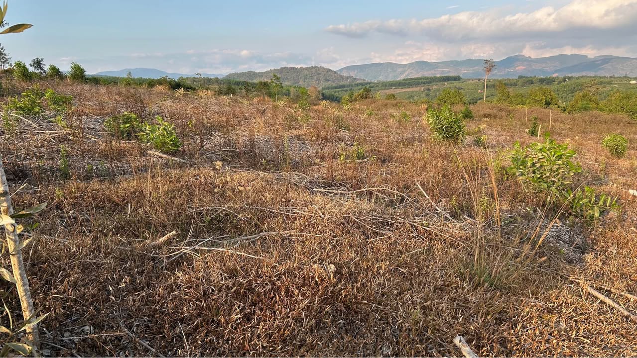Đất rẫy Mang Yang 4ha giá 3.8 tỷ - Sổ đỏ chính chủ!