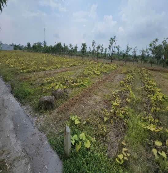 Đất nền 170m² Tân Xuân, Gò Công Đông - Giá 180 triệu, Tiềm năng tăng giá!