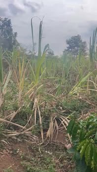 Đất Nông Nghiệp Buôn Dhung Cư M'gar 1080m² - Giá Đầu Tư Tốt!