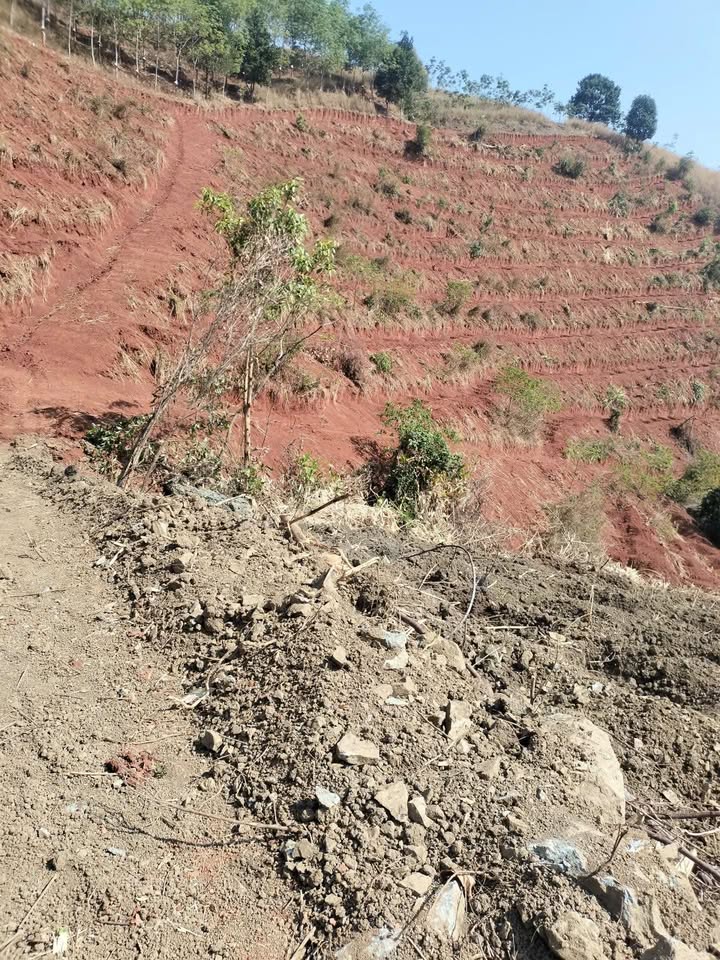 10.000m² Đất Trồng Cà Phê Sẵn Sàng Tại Đắk Tô, Kon Tum - Chỉ Từ 3xx Triệu