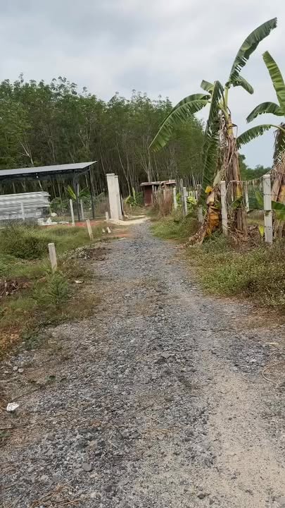 Đất nền Long Hoa, Tây Ninh 150m² giá 390 triệu - Sổ đỏ chính chủ!