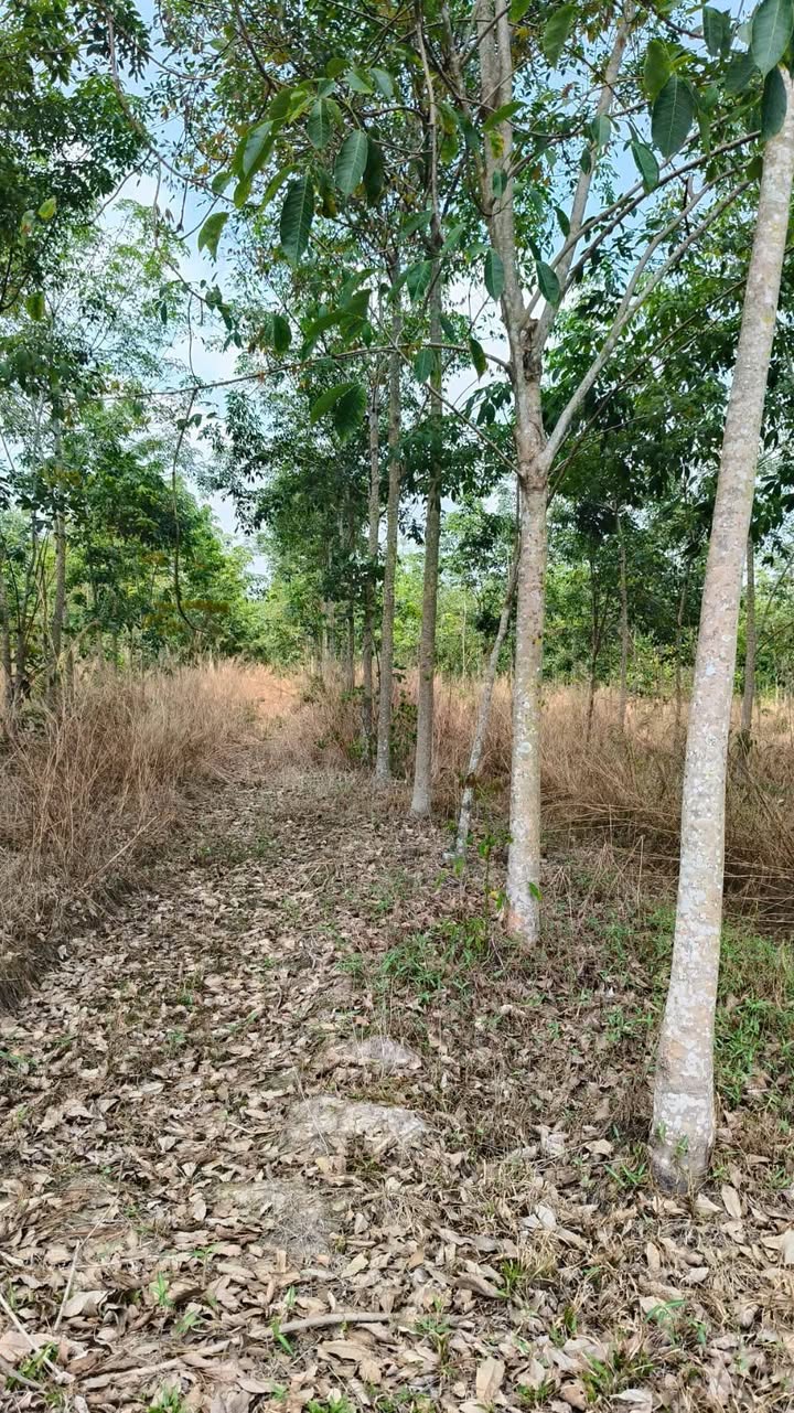 Đất Vườn Suối Dây Tây Ninh 3ha giá 4.1 tỷ – Mặt tiền đường, sinh lời ngay!