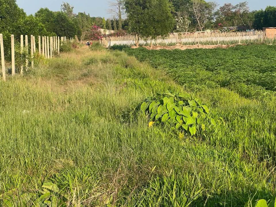 Bán Đất 5000m² An Bình, Châu Thành, Tây Ninh - Sổ Hồng Sẵn Sàng