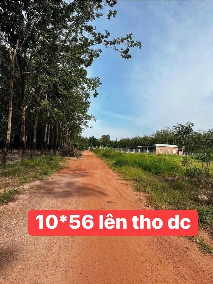 Đất nền Xã Thạnh Tây, Tân Biên 270m² - Sổ đỏ chính chủ, đường ô tô!