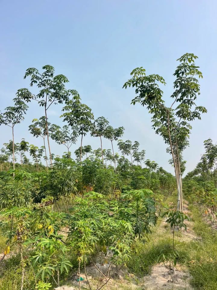 Bán Gấp 5000m² Đất Vườn Xã Suối Dây, Tân Châu, Tây Ninh - Giá Đầu Tư 6.5 Tỷ