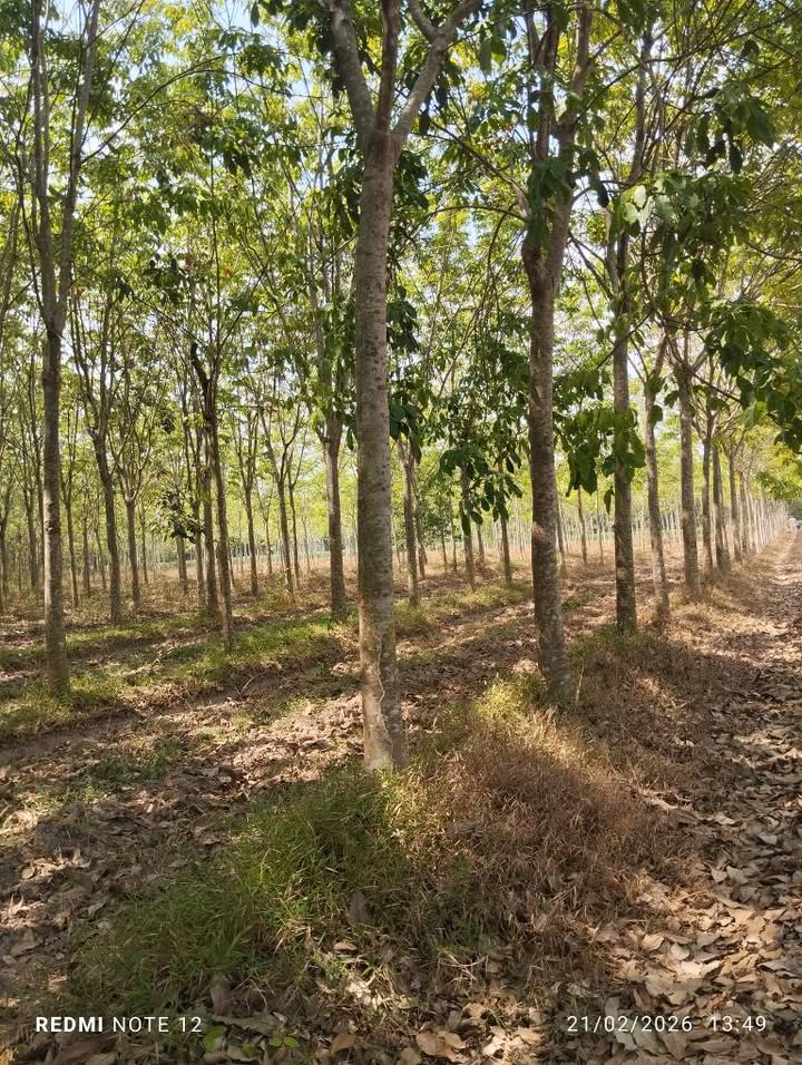 Đất Vườn 20.000m² Đồng Khởi, Tây Ninh - Giá Đầu Tư 2.5 Tỷ