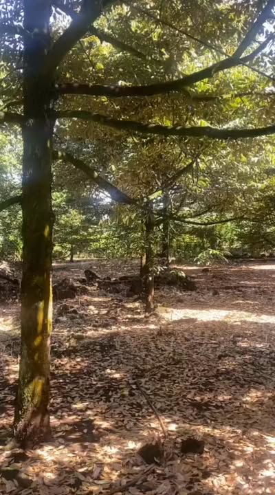 Bán Gấp Đất Vườn 7000m² Phú Lộc, Đồng Nai - 120 Cây Sầu Riêng Cho Thu Nhập Khủng