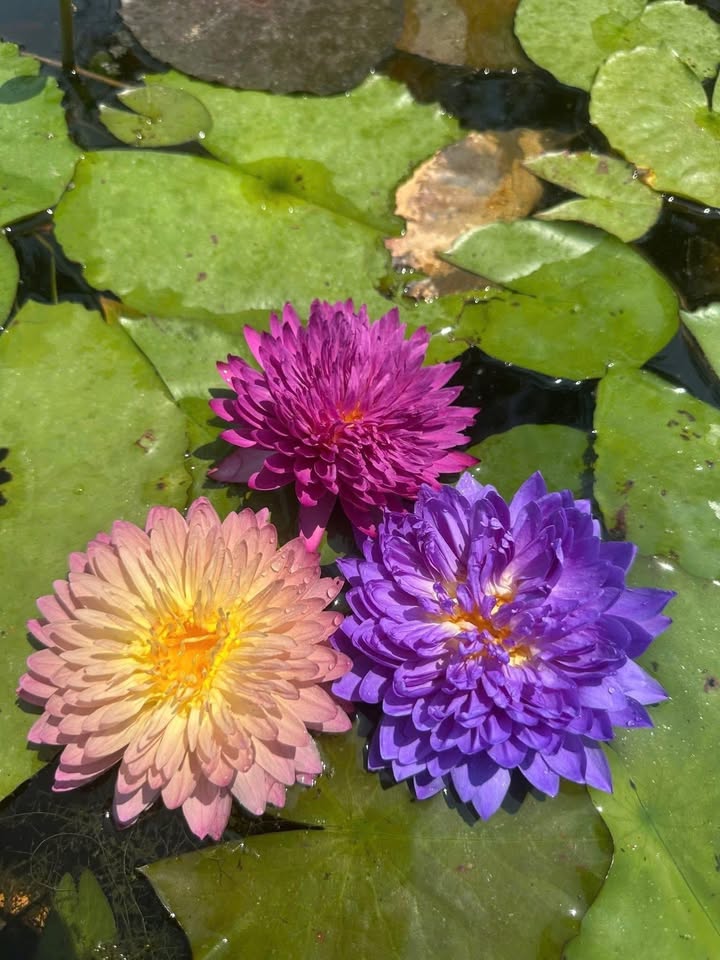 Nhà riêng Phường 10, TP Mỹ Tho 3.5 triệu/tháng - Sẵn sàng ở ngay!