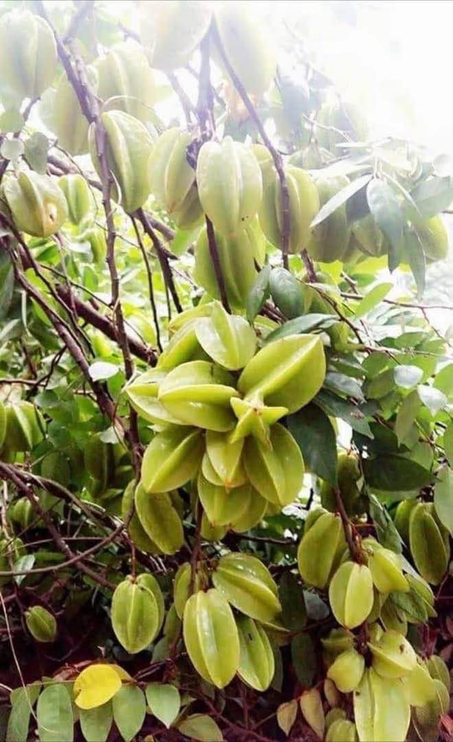 Nhà cấp 4 Phường Quyết Tâm Sơn La 1000m² - Sẵn sàng ở ngay!