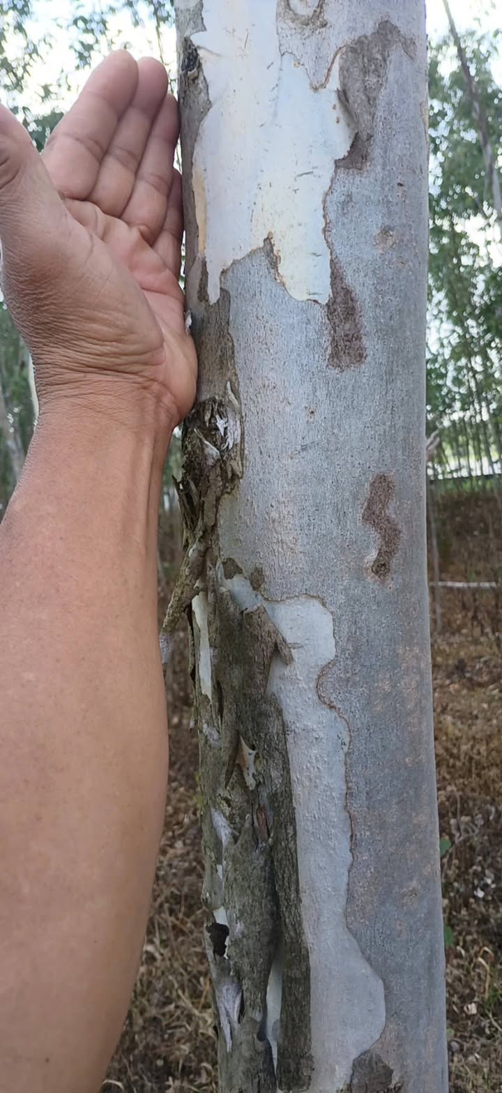 Đất nền Cà Lúi, Sơn Hòa 7500m² - Sổ đỏ chính chủ, ô tô tận đất!