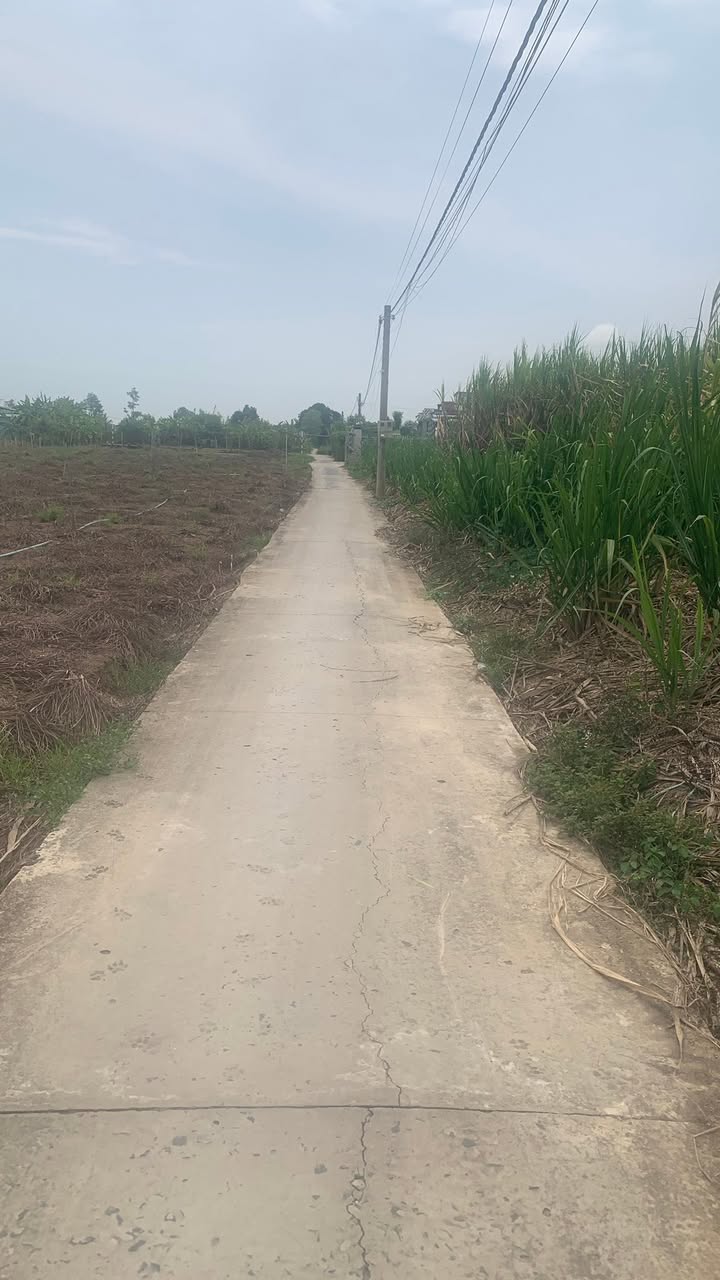 Đất nền Bình Nghị 185m² - Sổ đỏ chính chủ, đường lớn ô tô!