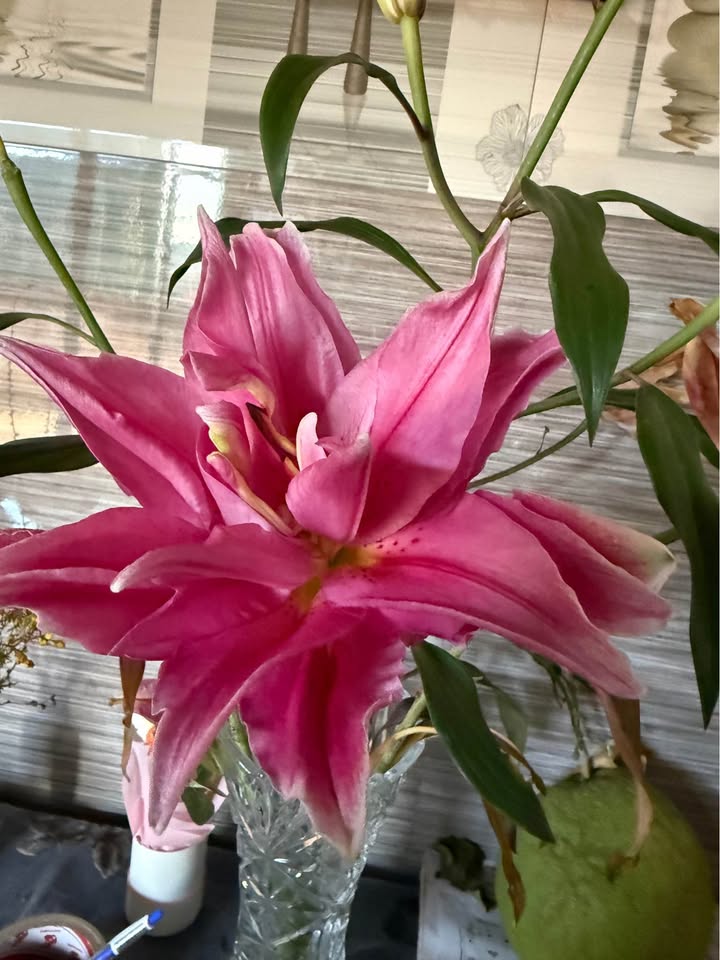 Bán Gấp Vườn Nghỉ Dưỡng Đà Lạt 2000m² Giá Tốt - Sổ Vi Bằng