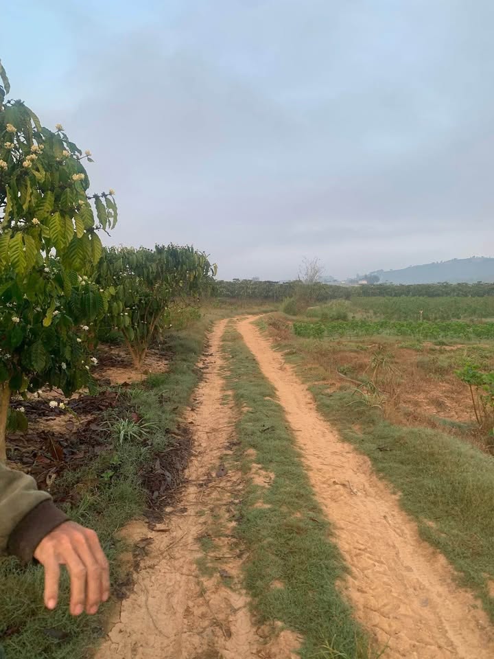 Đất nền 1260m² Phường Thanh Bình, Đà Lạt - Sổ đỏ chính chủ!