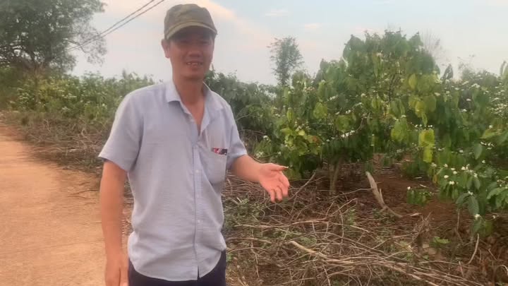 Bán 1.8ha Đất Nông Nghiệp Trồng Cà Phê Kinh Doanh Tại Di Linh, Lâm Đồng - Giá 2.7 Tỷ