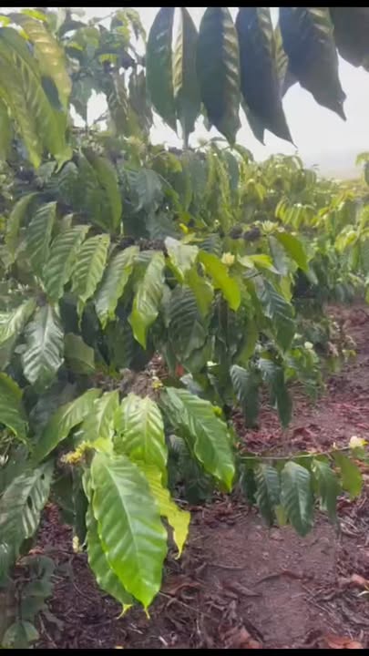 Đất Vườn Lâm Hà 11000m² - Mặt Đường BT 90m - Giá Đầu Tư 3.5 Tỷ