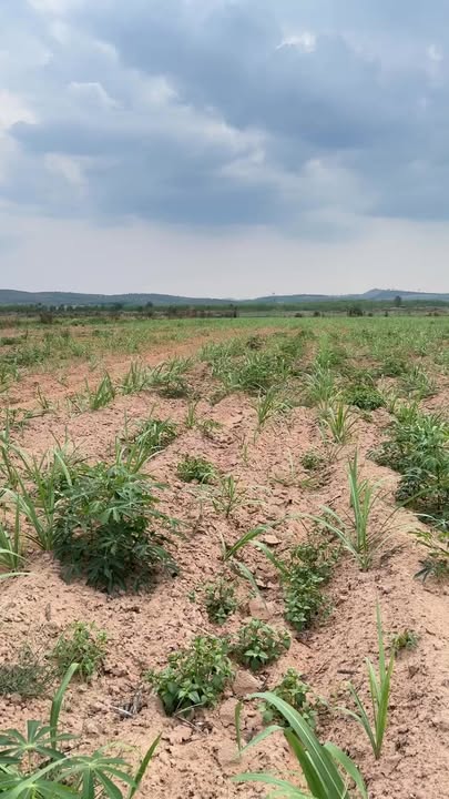 Đất nền Ea Súp 30.000m² giá 600 triệu - Tiềm năng tăng giá!