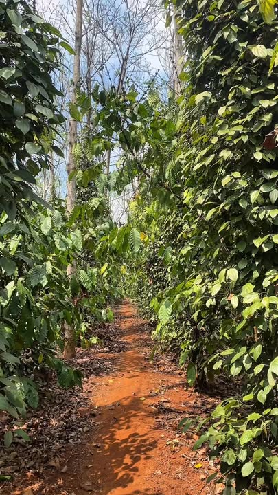 Farm 1.2 hecta Ia Vê, Chư Prông - Đất sinh lời đầu tư dài hạn!