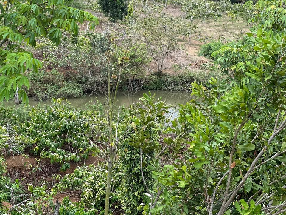 Farm Ea Sol, Đăk Lăk 1.1ha - Sẵn Sàng Thu Trái Ngọt