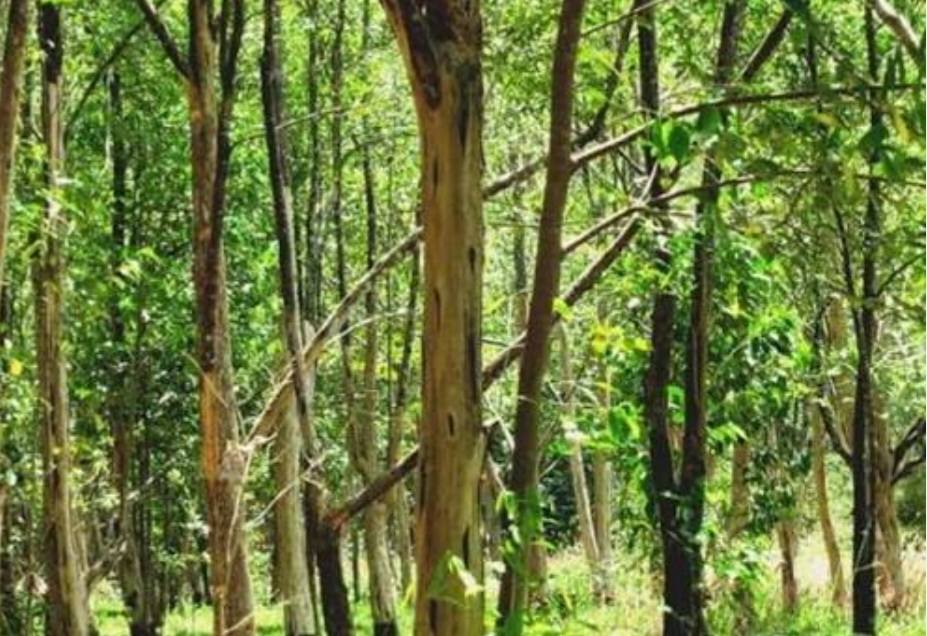 Đất Đồi Ea Ô, Đắk Lắk 7ha – Giá Tốt, Đầu Tư Dài Hạn!