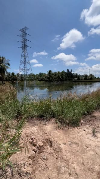 Bán đất farm 5000m² Thạnh Phú, Bến Tre - Sẵn sàng nuôi tôm, có thổ cư