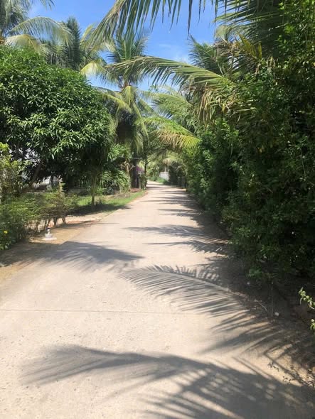 Đất nền Thạnh Phú, Bến Tre 1470m² giá 1.3 tỷ - Tiềm năng tăng giá