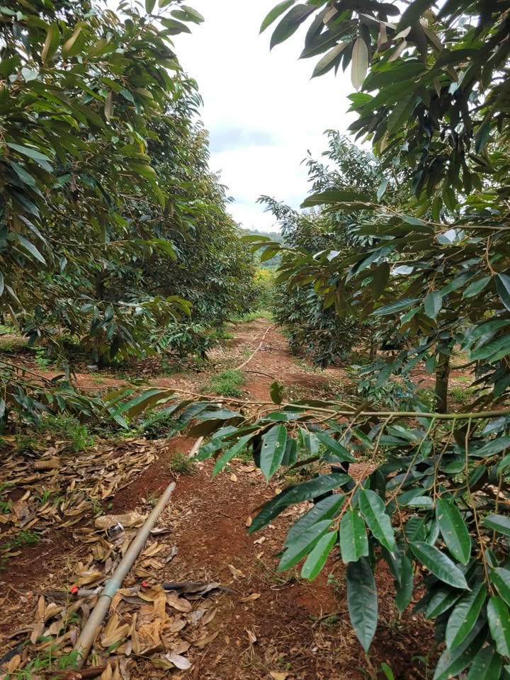 Đất vườn Ea Đar Đắk Lắk 1,2ha 5 tỷ - Sinh thái xanh