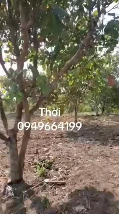 Đất Vườn 4ha Ia Pia, Gia Lai giá 2.459 tỷ - Sổ hồng rõ ràng!