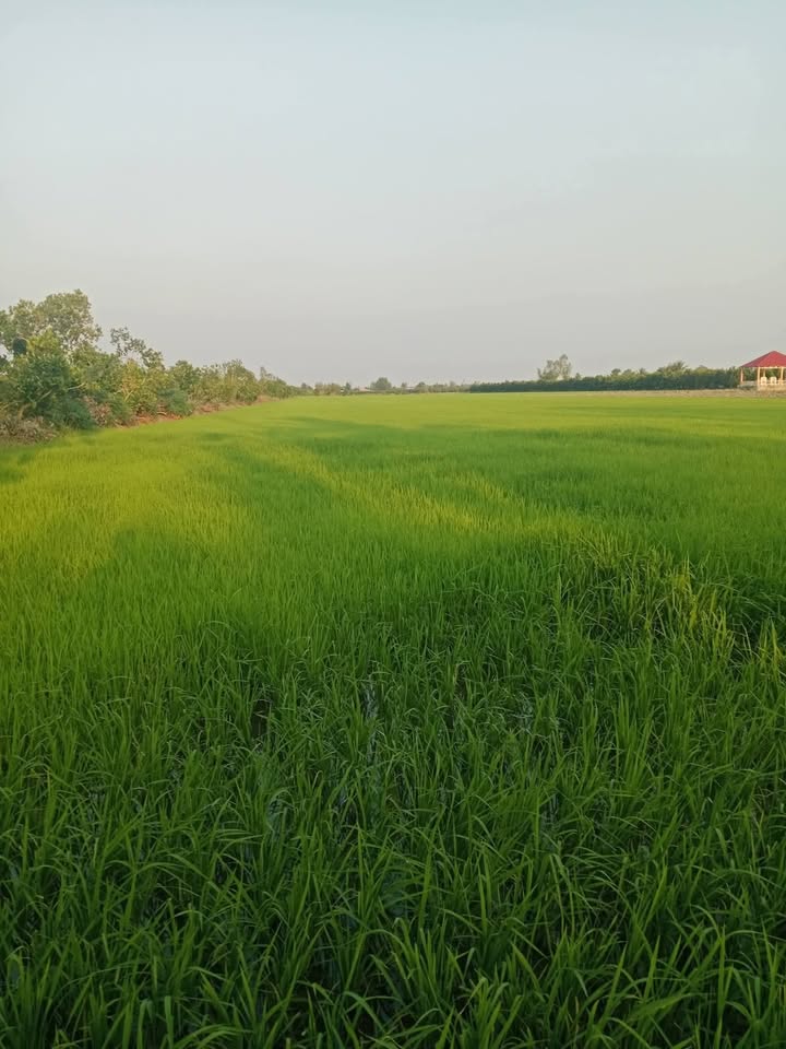 Đất Vườn Mỹ Trung, Cái Bè 8000m² giá 1.68 tỷ - Cơ hội đầu tư dài hạn!