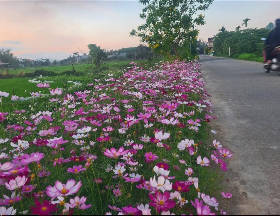 Đất nền Kon Plông 250m² giá 1 tỷ - Sổ đỏ chính chủ, pháp lý rõ ràng!