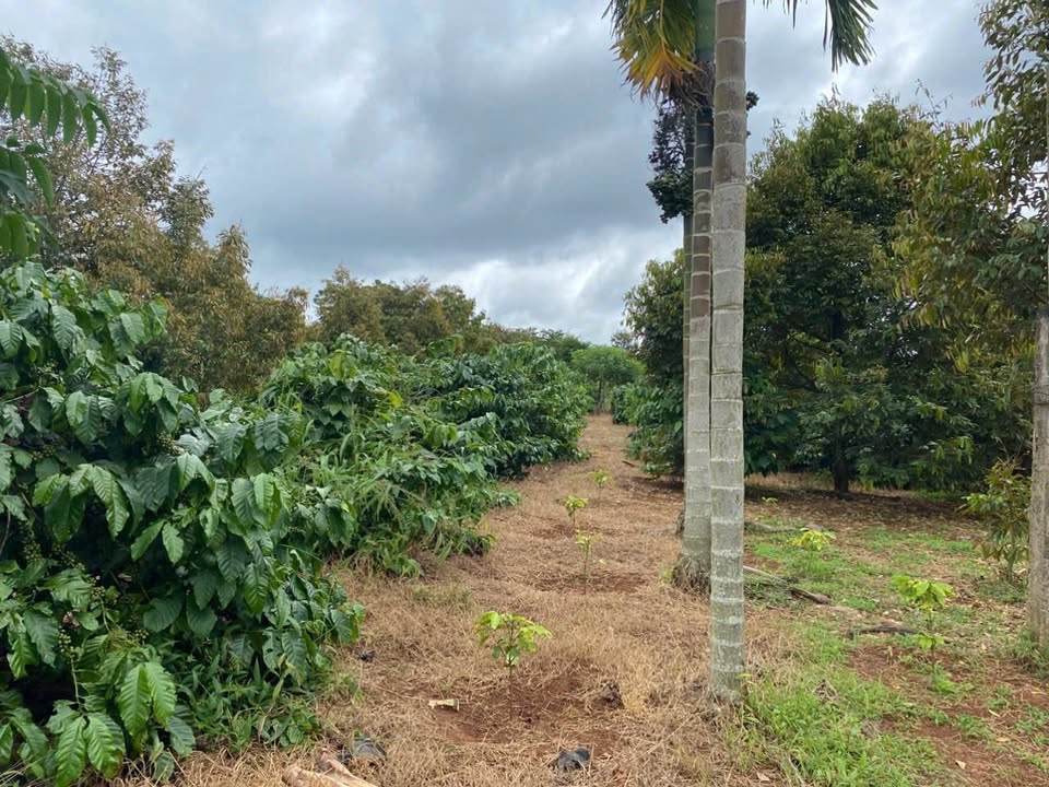 Đất vườn Cư Pơng, Krông Búk 1.5ha giá 5.7 tỷ - Sổ đỏ chính chủ!