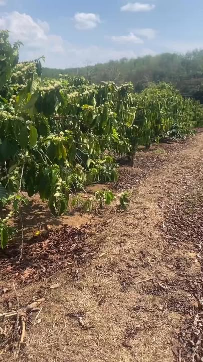 Bán Rẫy Đắk Rơ Wa, Kon Tum 3600m² - Lô Đất Tiềm Năng Giá 1 Tỷ