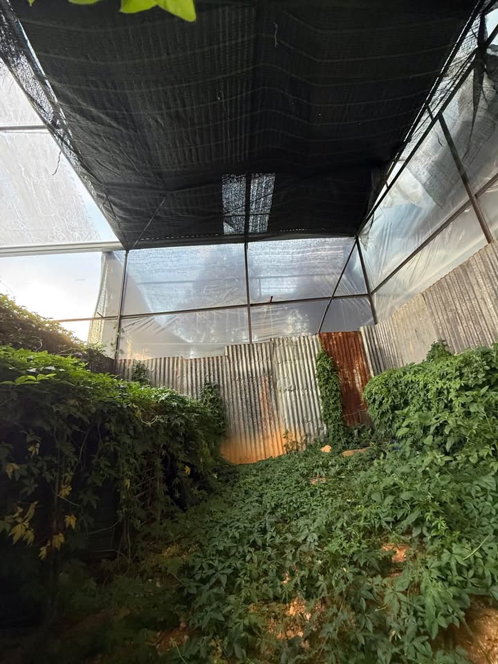 Đất nền Võ Trường Toản Đà Lạt 62m² - Giá tốt hiếm có!