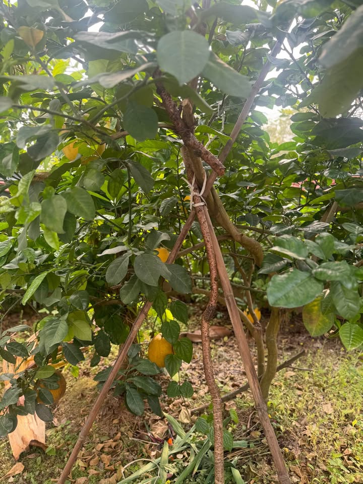 Căn hộ Phường 11 Đà Lạt 55m² - Chính chủ bán, bàn giao ngay!