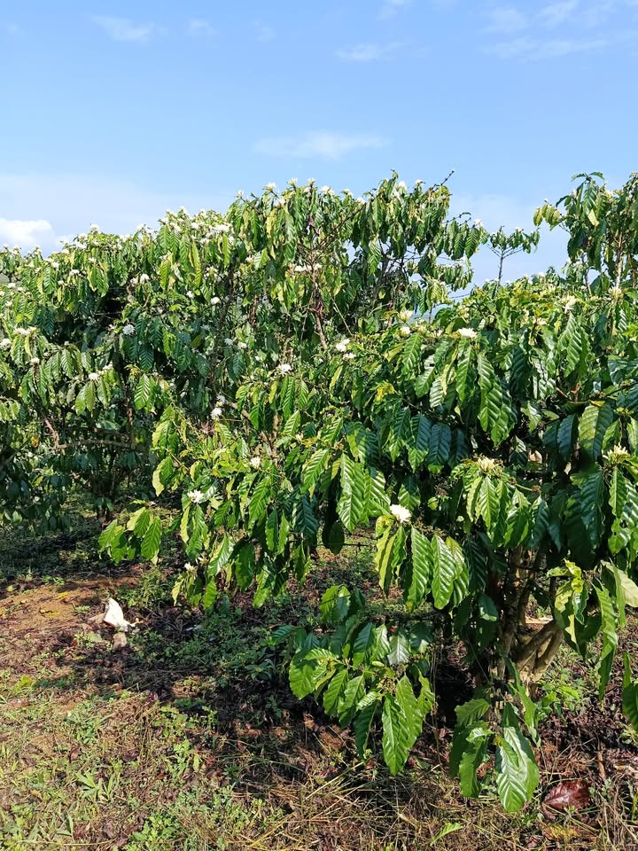 Bán Đất Vườn 7600m² Lộc Phú, Bảo Lâm - Sổ Sẵn, Giá 2.75 Tỷ