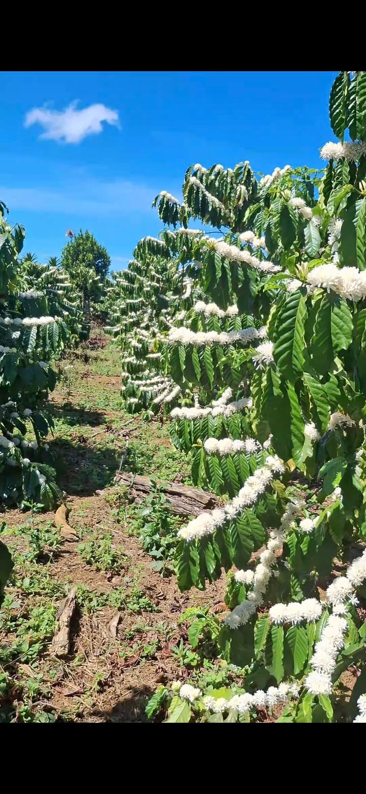 Đất nền Lộc Thắng 1.7ha - Sổ đỏ chính chủ, tiềm năng sinh lời!