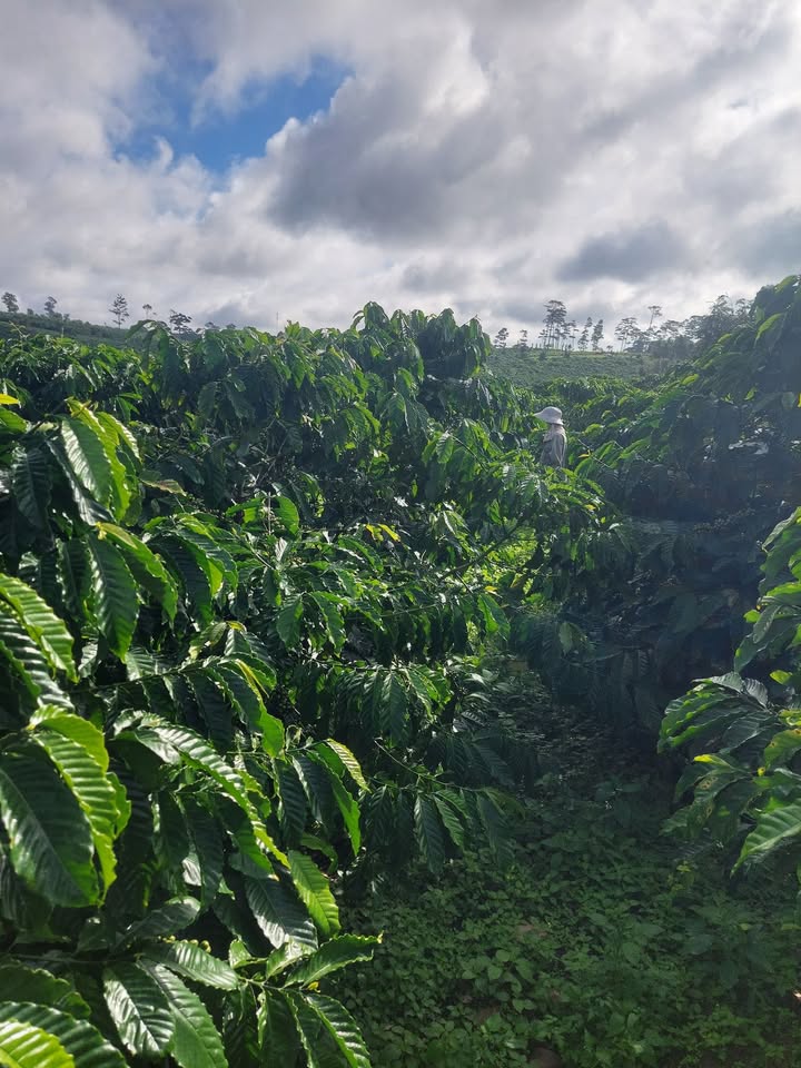 Bán đất 5000m² Lộc Ngãi, Bảo Lâm - Sẵn sàng kinh doanh cafe, chè