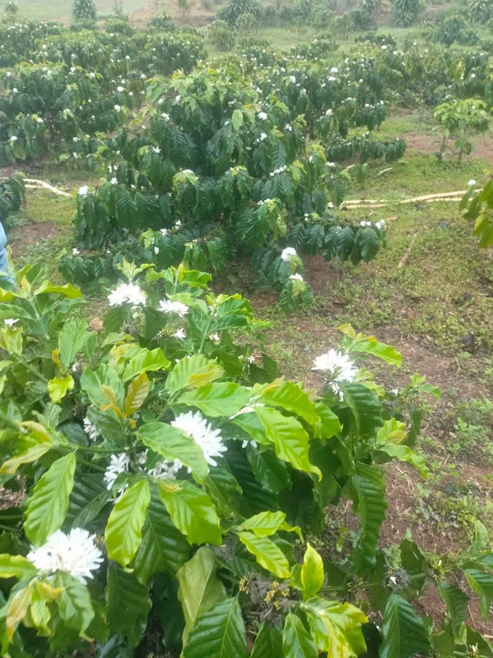 Đất nền Lộc Tân, Bảo Lâm 3400m² giá 1.7 tỷ - Sổ đỏ chính chủ