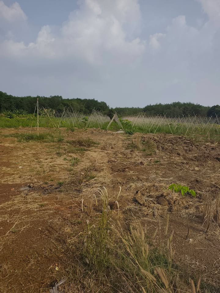 Farm Lộc Thịnh, Lộc Ninh 2.4ha - Sinh thái xanh, view suối đẹp!