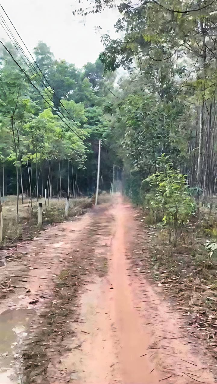 Đất nền Minh Thạnh, Dầu Tiếng 8900m² - Tiềm năng tăng giá vượt trội!