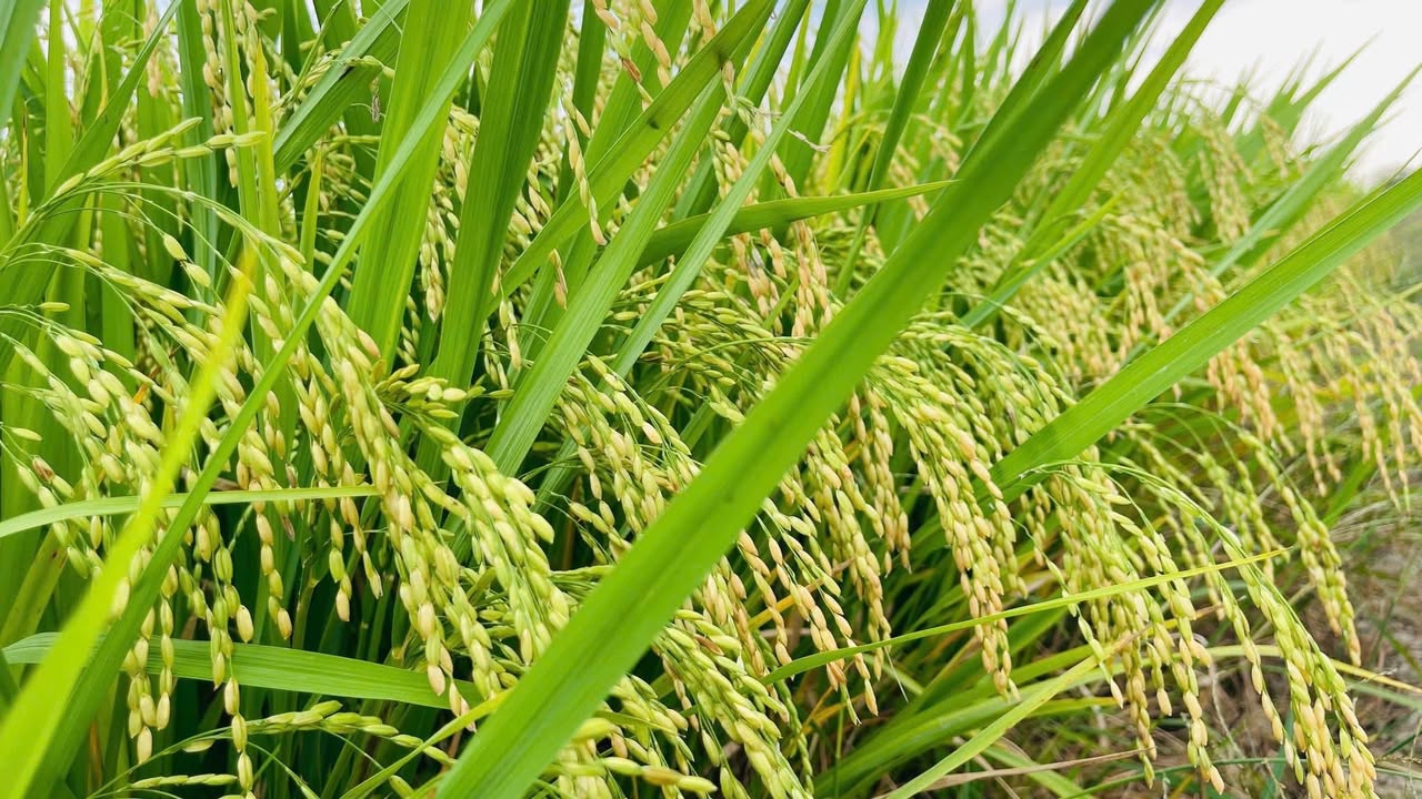 Đất nền Xã Phú Điền, Tân Phú 10.000m² - Sổ đỏ chính chủ!