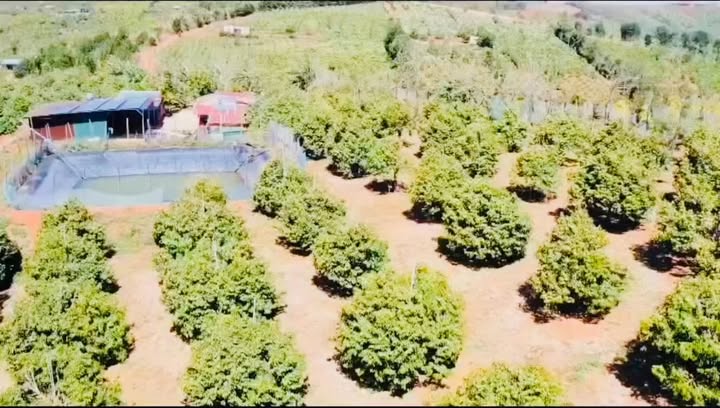 Bán Gấp Farm Sầu Riêng 3.4ha Xã Xuân Trường, Lâm Đồng - 10.5 Tỷ